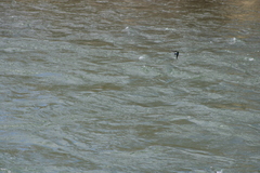 Tachycineta thalassina