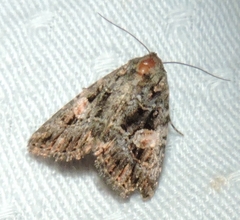 Condica macrosema
