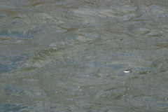 Tachycineta thalassina