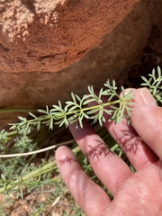 Lomatium parryi