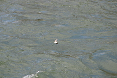 Tachycineta thalassina