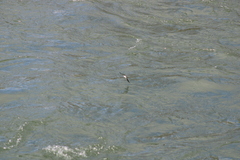 Tachycineta thalassina