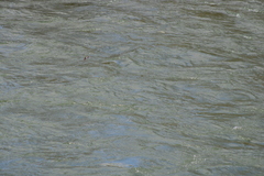 Tachycineta thalassina