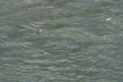 Tachycineta thalassina