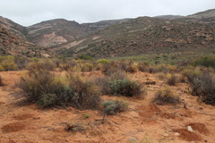 Tylecodon wallichii ecklonianus