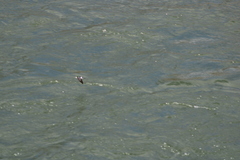 Tachycineta thalassina