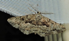 Hypomecis externaria