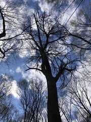 Fraxinus quadrangulata