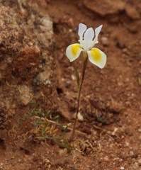 Moraea serpentina