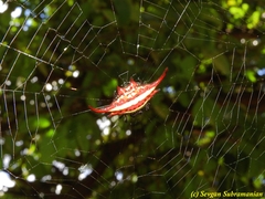 Gasteracantha milvoides