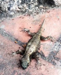 Sceloporus grammicus