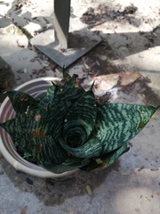 Sansevieria trifasciata