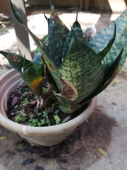 Sansevieria trifasciata