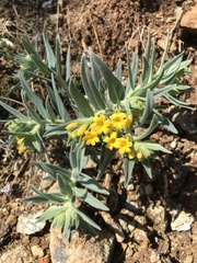 Lithospermum californicum