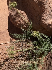 Lomatium parryi