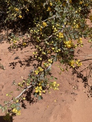 Berberis fremontii