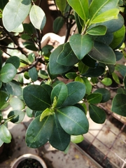 Ficus microcarpa