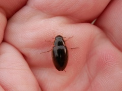 Tropisternus lateralis