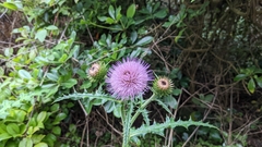 Cirsium japonicum