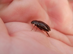 Tropisternus lateralis