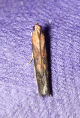 Honora montinatatella