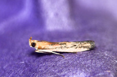 Honora montinatatella