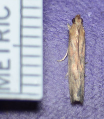 Honora montinatatella