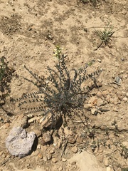 Astragalus trichopodus antisellii