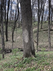 Fraxinus quadrangulata