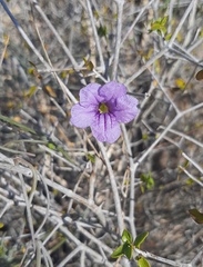 Ruellia californica peninsularis