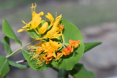 Lonicera flava