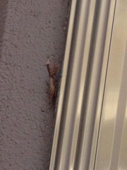 Mantodea