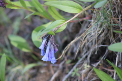 Mertensia longiflora