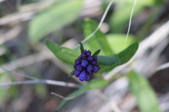 Mertensia longiflora