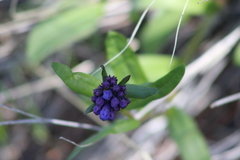 Mertensia longiflora