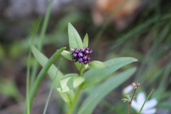Mertensia longiflora
