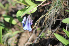 Mertensia longiflora