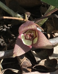 Asarum canadense canadense