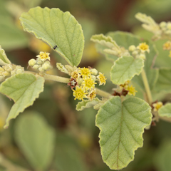 Androcalva loxophylla
