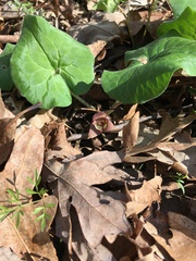 Asarum canadense canadense