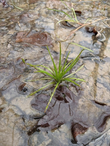 Image of Isoetes engelmannii by (c) Nathan Aaron, some rights reserved (CC BY)