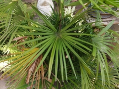 Trachycarpus