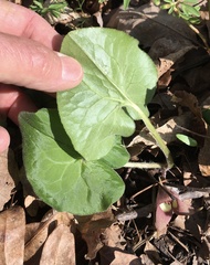 Asarum canadense canadense