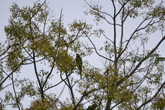 Primolius auricollis