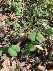 Asarum canadense canadense