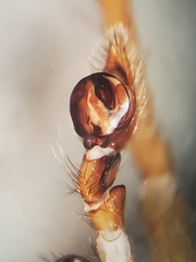 Cybaeus morosus