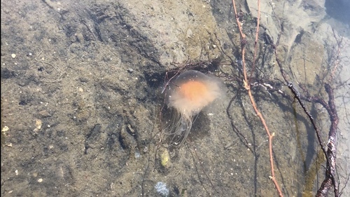 Atlantic Lion's Mane Jelly photographed in New York