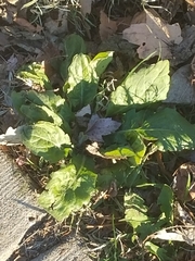 Magnoliopsida