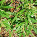 Sweet-Ferns - Photo (c) Jerry Oldenettel, some rights reserved (CC BY-NC-SA)