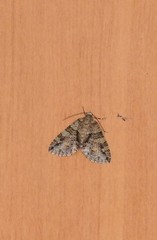 Polyclysta hypogrammata